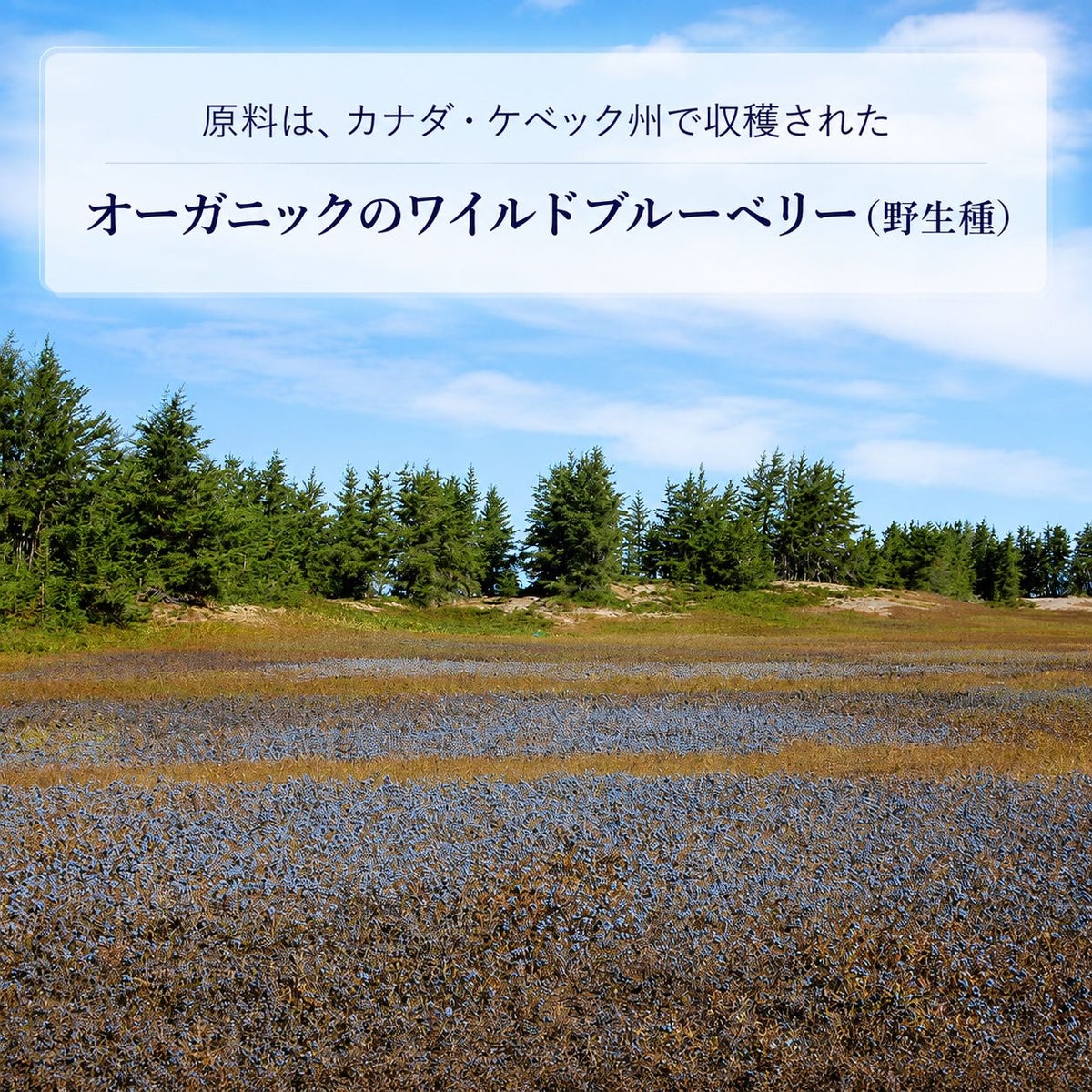 オーガニックワイルドブルーベリー