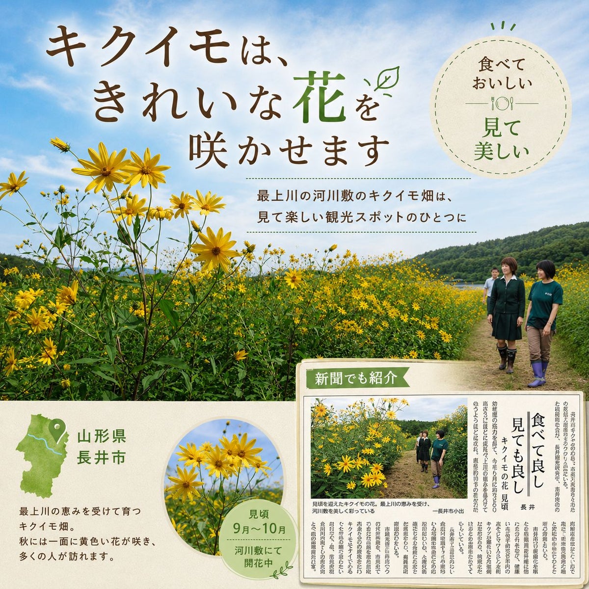 長井菊芋研究所　きくいも粉末