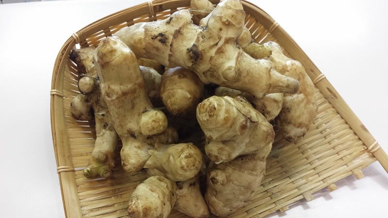 菊芋（きくいも）粉末 きくいもの里 山形県長井|解説・通販《公式