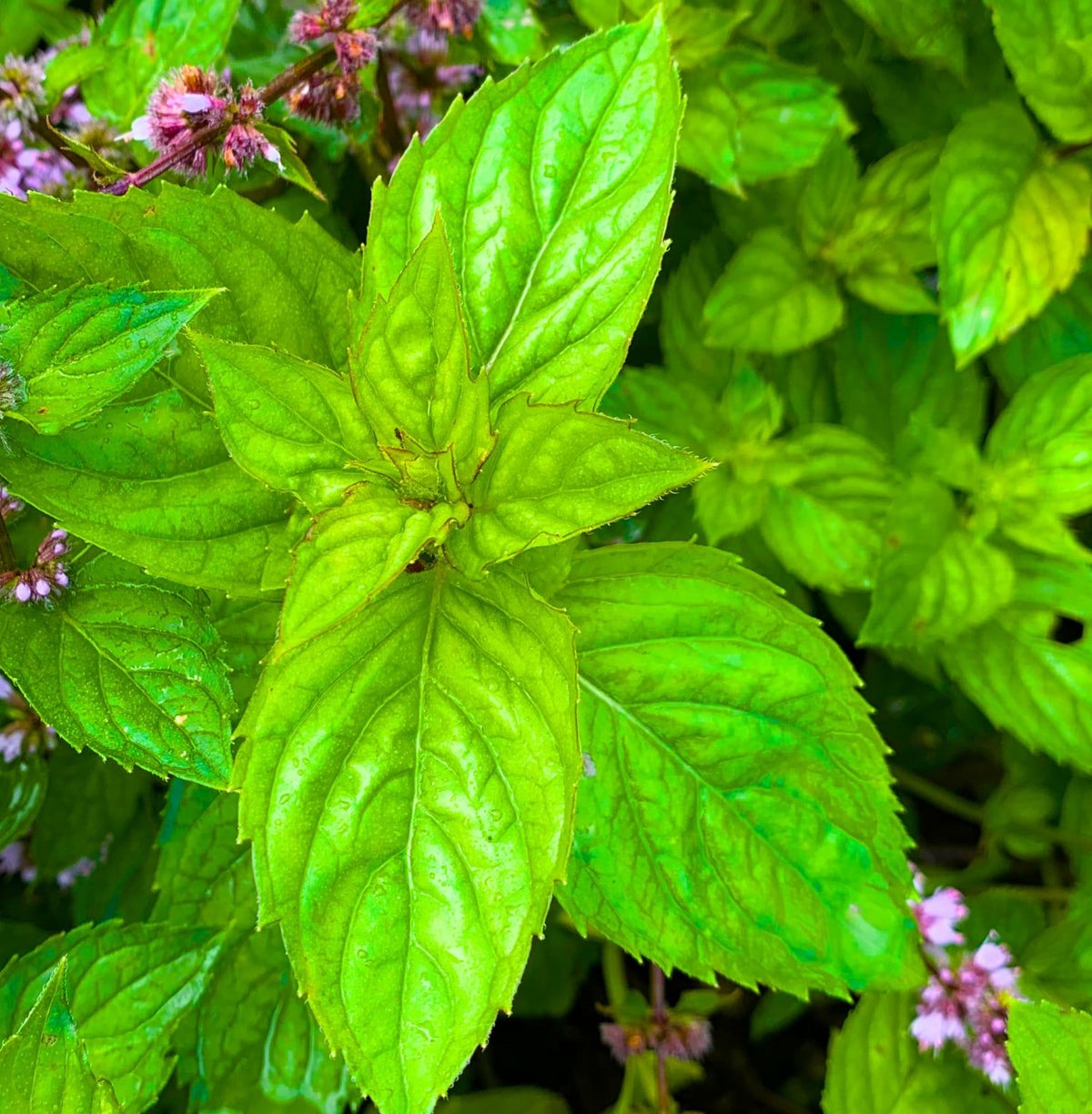 北海道滝上町ハッカ油 ハッカ油スプレー
