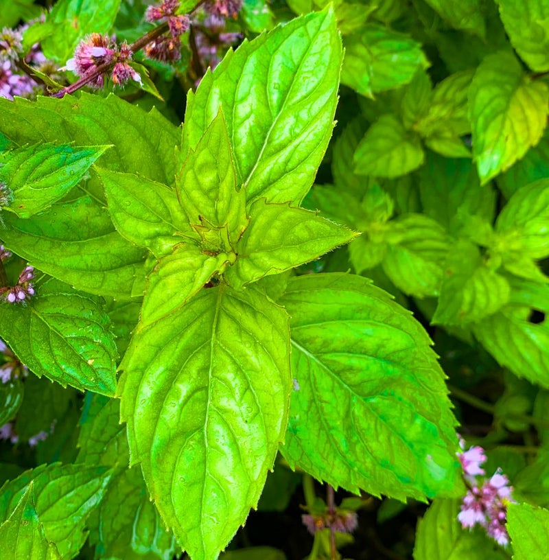 北海道滝上町ハッカ油 ハッカ油スプレー