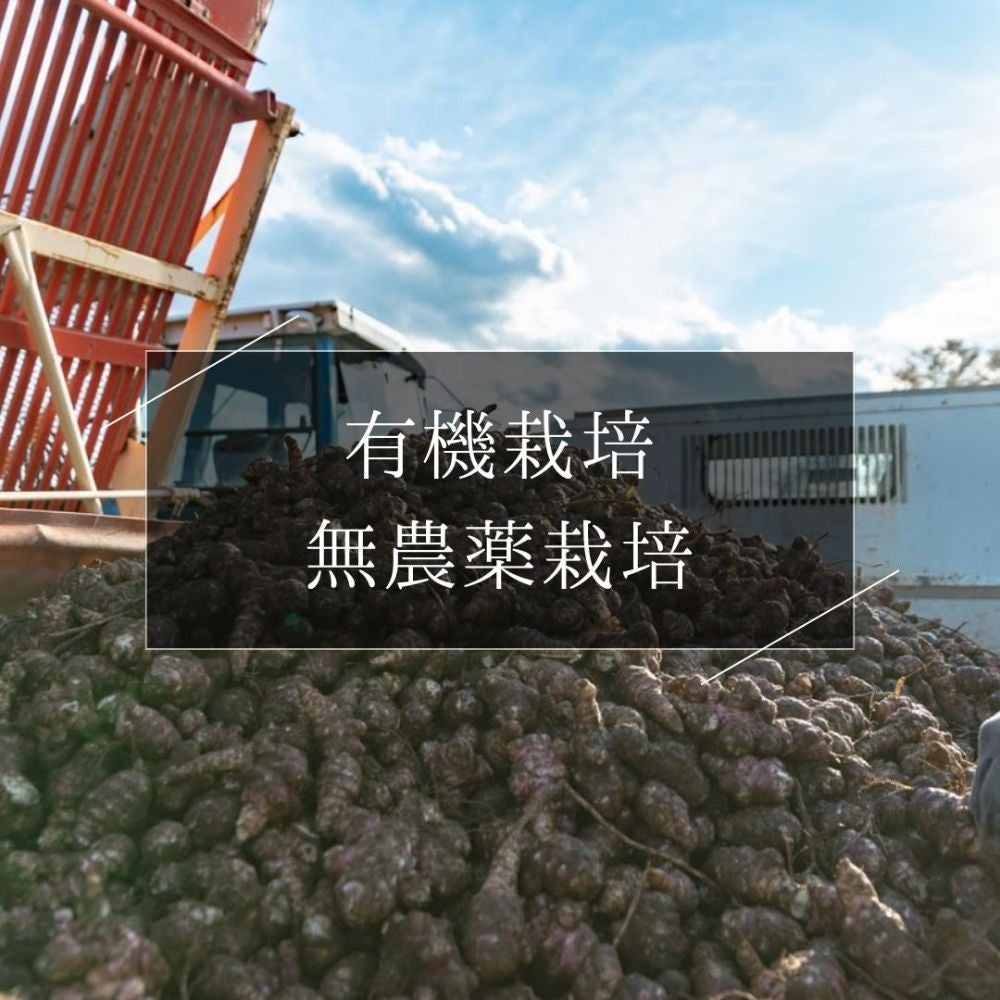 菊芋美人茶