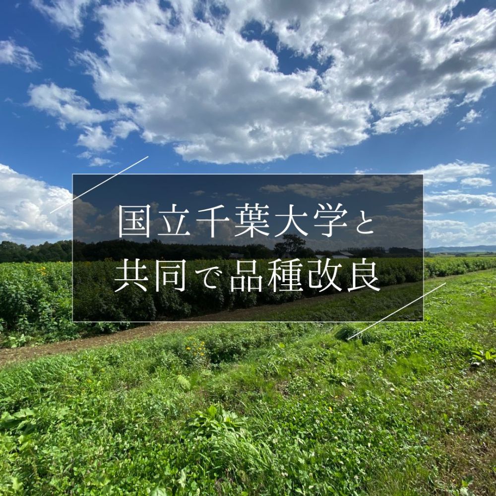 菊芋美人茶